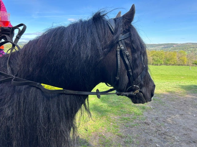 🐴 Equine ICE Tag – Emergency Contact ID for Your Horse